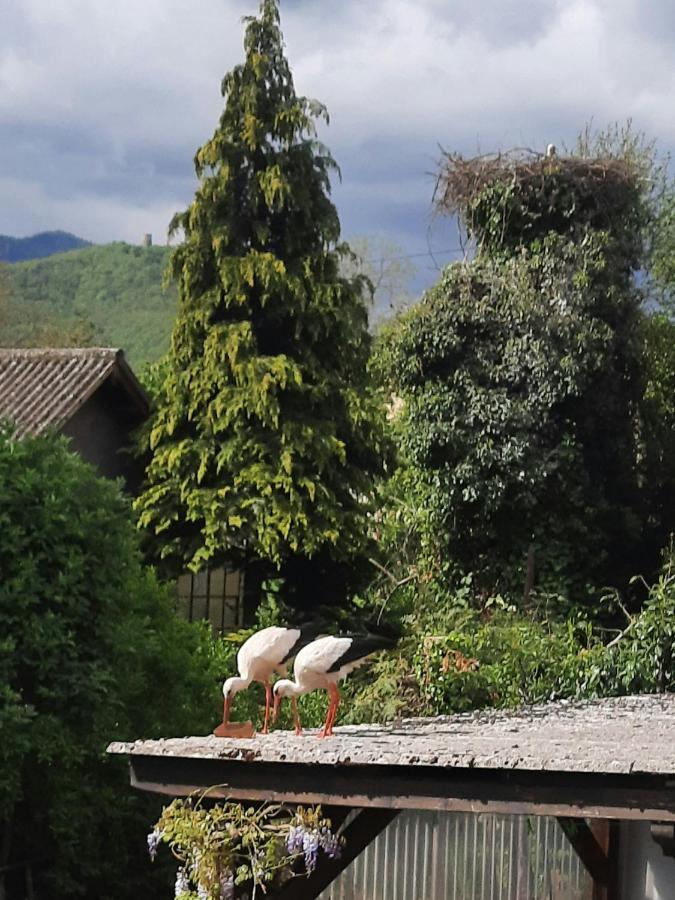 Gite Les Glycines 68230 Turckheim Dış mekan fotoğraf